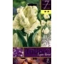 BULBI DI FIORE TULIPA SUPER PARROT N. 7 