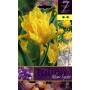 TULIPA YELLOW SPIDER FLOWER BULBS N. 7