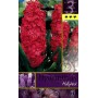 AUTUMN HARMONY LINE BULBS