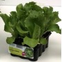 ICEBERG PATAGONIA LETTUCE WITH 12 SEEDS