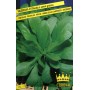 BUSTE CORONA SEMI DI VALERIANA D OLANDA A SEME GROSSO 