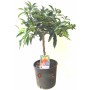 Chinese Kumquat mandarin plant in a cm. 20 height cm. 70