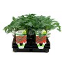 STRAWBERRY TOMATO PLANTS GRAFTED TRAY OF 4 PLANTS