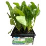 GREEN CHARD SEEDLINGS FROM TAGLIO HERBS TRAY OF 6 PLANTS