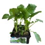 SEEDLINGS OF CIMA OF TURNIP MARZATICA FRIARIELLI TRAY OF 6 PLANTS