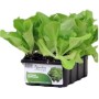 PLANTS OF LETTUCE CAPPUCCIO DACIA conf. 12