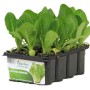 REMUS ROMAN LETTUCE SEEDLINGS conf. 12