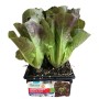 LETTUCE SEEDLINGS TROCADI WAS RED CAP TRAY OF 6 PLANTS