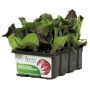 SEEDLINGS OF RADICCHIO OR RED CHICORY OF CHIOGGIA MONICA conf.