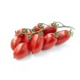 PICCADILLY TOMATO IN POLYSTEROL OF 84 PLANTS