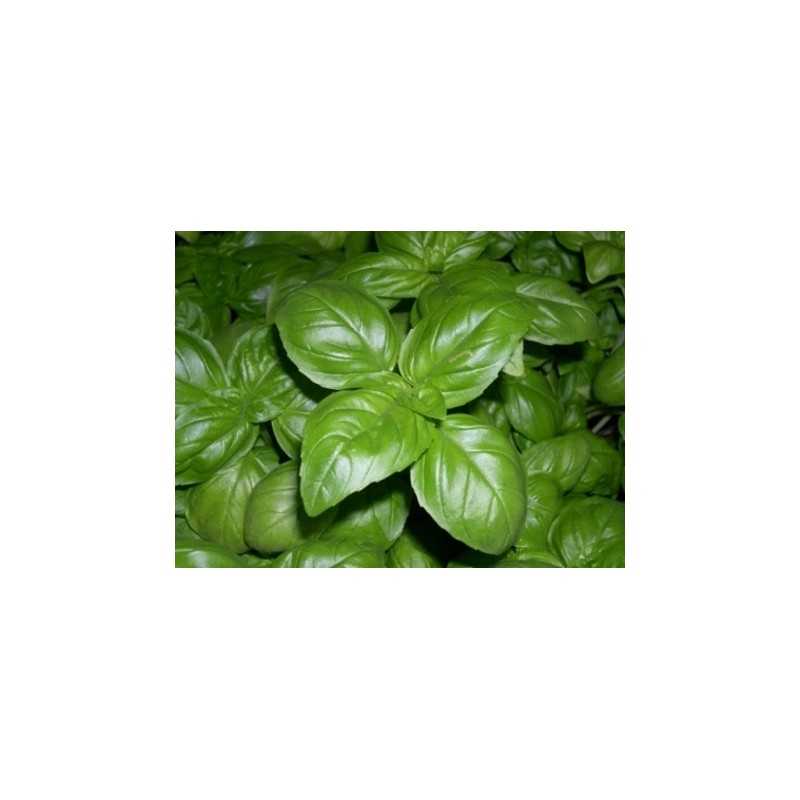 20 Semi di Basilico Genovese | Semi dal mondo