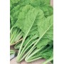 SEEDS OF BEET VERY BLONDE OF TRIESTE IN BAG