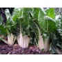 SEEDS OF GREEN BEET WITH WHITE RIB TYPE 3 FROM GR. 500