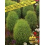 SEEDS OF CIPRESSINO ANNUAL