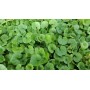DICHONDRA REPENS SEEDS FOR LAWN Dwarf TURF WITHOUT CUT GR. 100