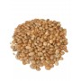 POVERELLA BEAN SEEDS GR. 500 PER SEED