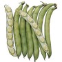 BEAN SEEDS FOR GARDEN SEEDS IMPERIAL GREEN LONGPOD GR. 400