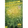 SEMI DI LATTUGA RICCIA PANCALIERI A COSTA BIANCA
