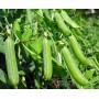 SEMI DI PISELLO MEZZA RAMAUTRILLO GRANO RUGOSO KG. 25