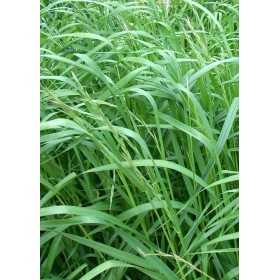 SEEDS OF LAWN PERENNIAL LOIETTO KG. 25