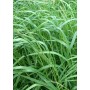 SEEDS OF LAWN PERENNIAL LOIETTO KG. 5