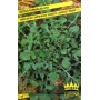 SEEDS OF ROCKET GROWN FROM THE GARDEN