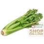 GREEN CELERY SEEDS BY ELNE GIANT