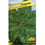 WINTER GIANT SPINACH SEEDS