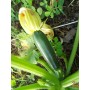 GREEN Dwarf ZUCCHINO SEEDS OF MILAN