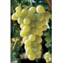 ITALIAN GRAPES PLANT GRAFTED ON BARBATELLA IN POT
