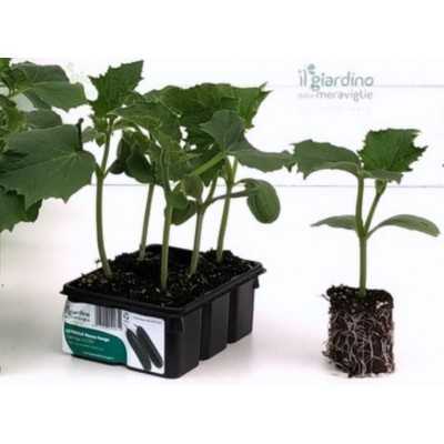 CUCUMBER JAZZER HALF LONG TRAY OF 6 SEEDS