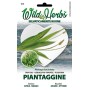 WILD HERBS PLANTAGE SEEDS