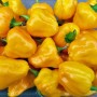 VOGLIA PICCANTE SEMI DI PEPERONCINO PICCANTE JAMAICAN SCOTCH