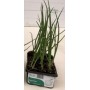 MINERVA WHITE ONION TRAY OF 12 SEEDS