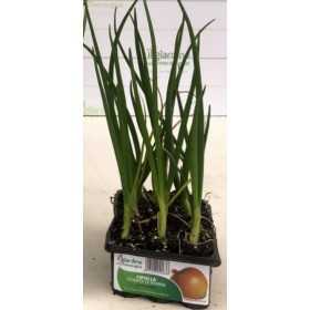 ONION GOLDEN OF PARMA TRAY OF 12 SEEDS
