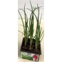 LONG RED ONION OF TROPEA TRAY OF 12 SEEDS