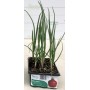 ROUND RED ONION OF TROPEA, CONTAINER OF 12 SEEDS