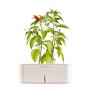 CLICK E GROW STARTER KIT PEPERONCINO 