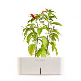 CLICK AND GROW STARTER KIT CHILLI