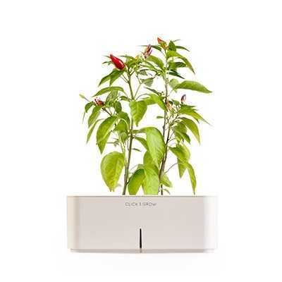 CLICK AND GROW STARTER KIT CHILLI