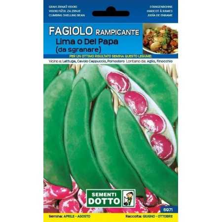 SEMI DI FAGIOLO RAMPICANTE LIMA O DEL PAPA GR. 250