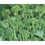 DOTTO CIME DI RAPA CENTOVENTINA GR. 100