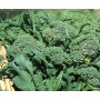 DOTTO CIME DI RAPA NOVANTINA GR. 100