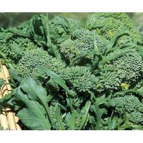 DOTTO CIME DI RAPA NOVANTINA GR. 100