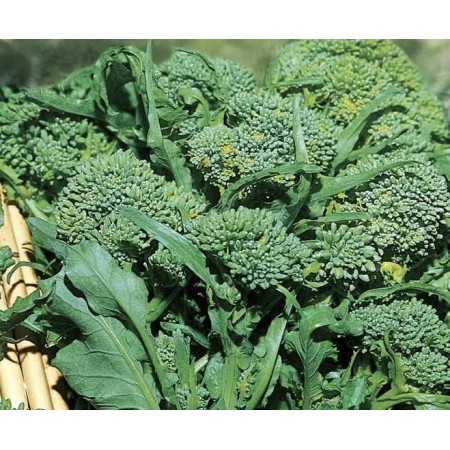 DOTTO CIME DI RAPA NOVANTINA GR. 100