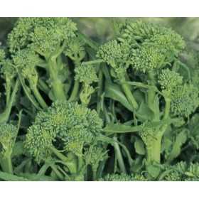 SEMI DI CIME DI RAPA QUARNTNA GR. 100