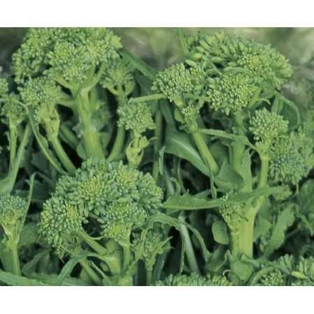 SEMI DI CIME DI RAPA QUARNTNA GR. 100