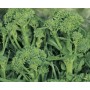 SEMI DI CIME DI RAPA QUARNTNA GR. 100