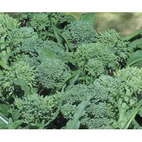 SEMI DI CIME DI RAPA SESSANTINA GR. 100
