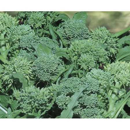 SEMI DI CIME DI RAPA SESSANTINA GR. 100
